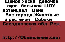 Щенок хаски, девочка супе, большой ШОУ потенциал › Цена ­ 50 000 - Все города Животные и растения » Собаки   . Свердловская обл.,Реж г.